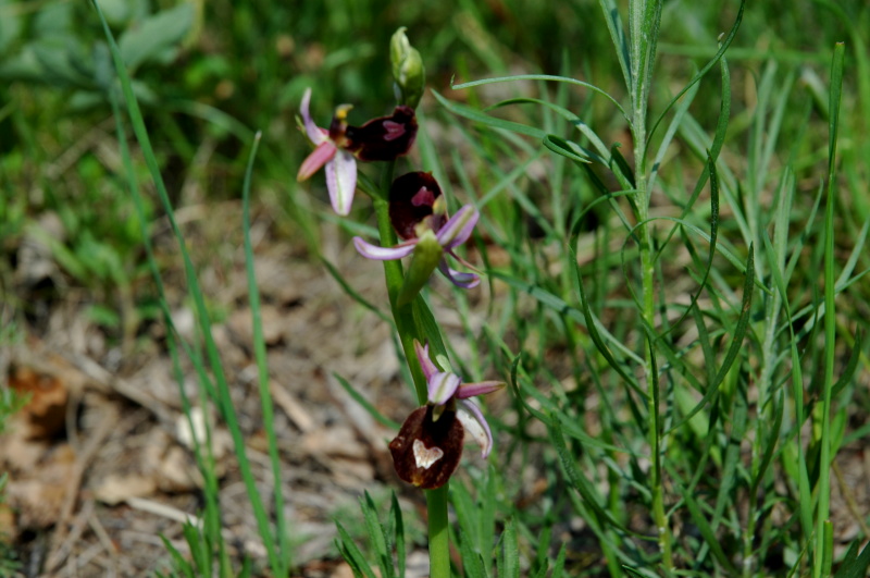 Ophrys bertolonii Moretti